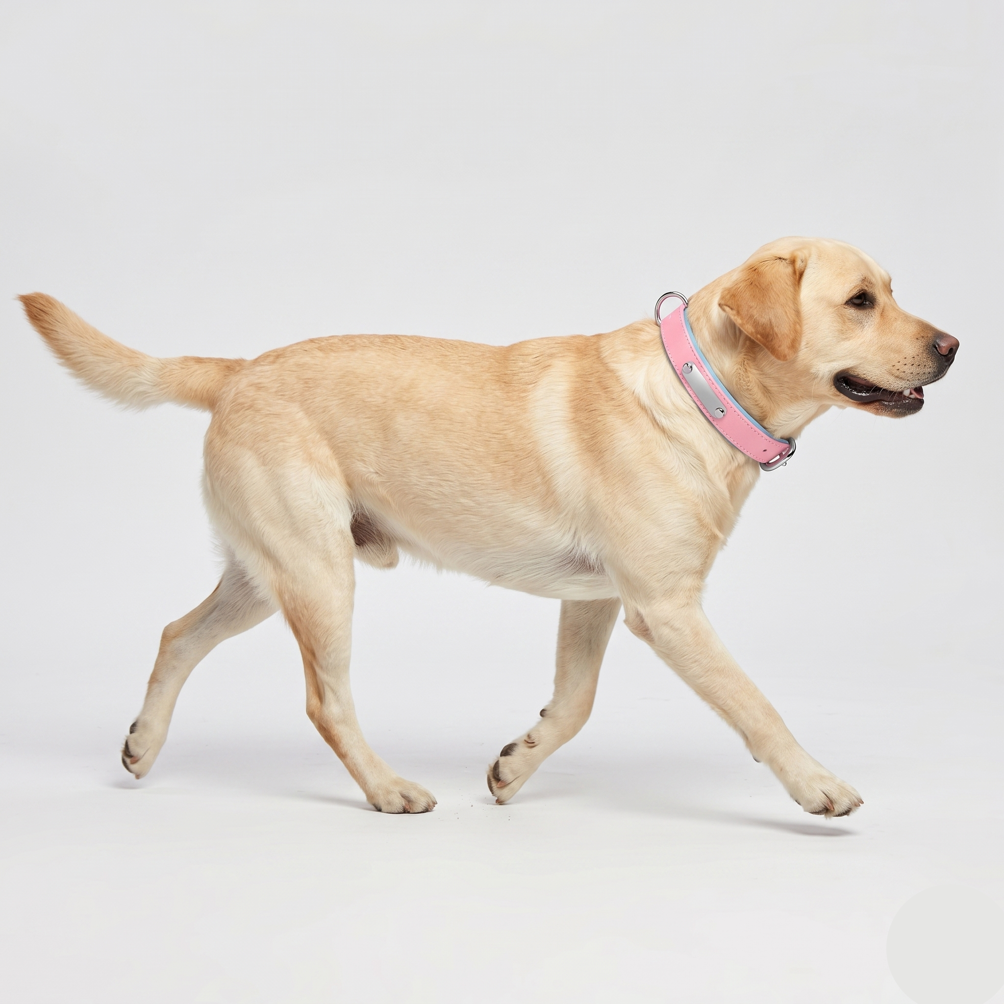 Breathable Cotton Dog Collar with Nameplate – Lightweight & Durable