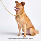 Gold Cuban Link Chain Dog Collar by Spark Paws