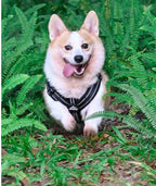 No-Pull Dog Harness for Strong Pullers & Reactive Dogs