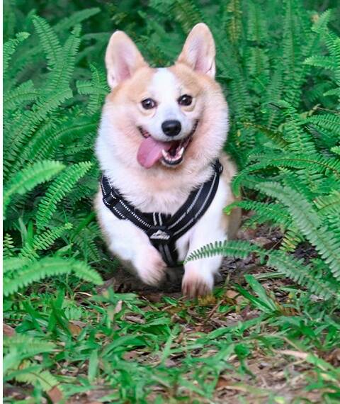 No-Pull Dog Harness for Strong Pullers & Reactive Dogs