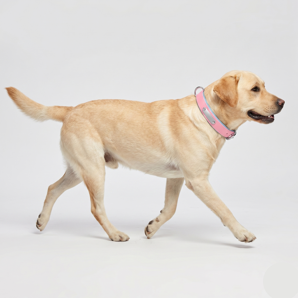 Breathable Cotton Dog Collar with Nameplate – Lightweight & Durable