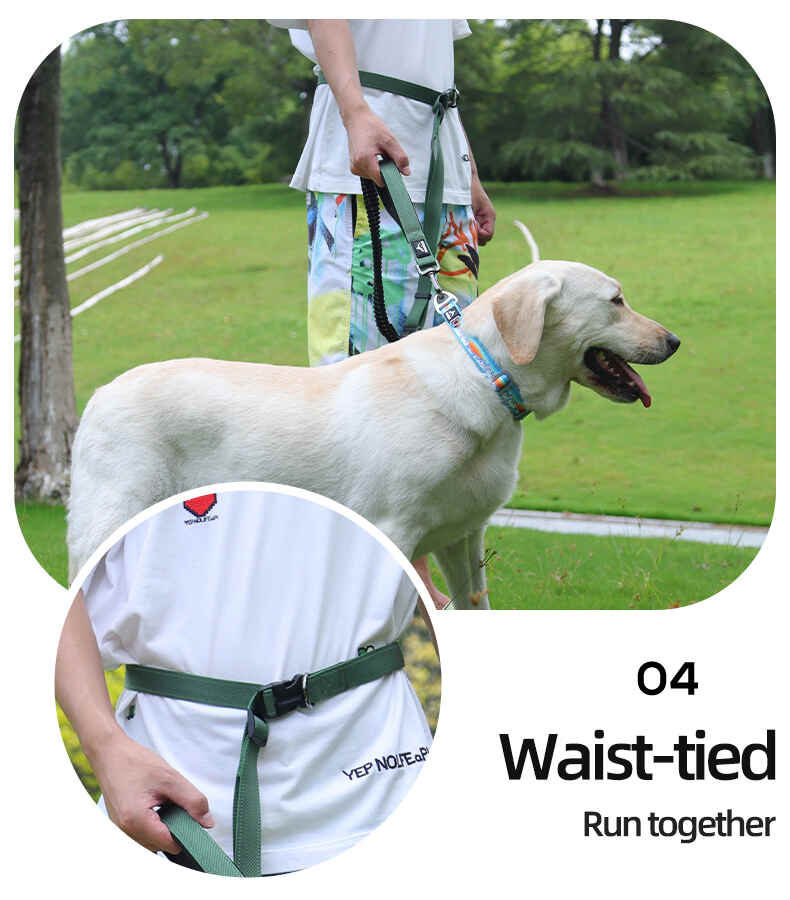 Heavy Duty Hands Free Dog Leash with Extra Handle – No Pull