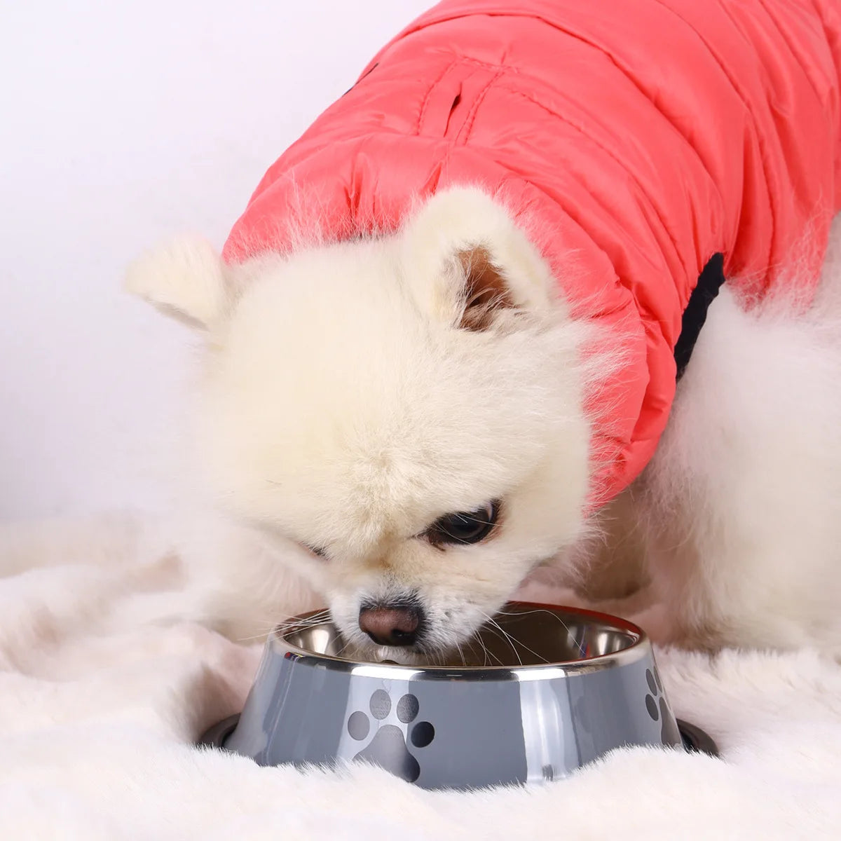 Stainless Steel Pet Food Bowl Anti-Slip Dog Feeding Dish