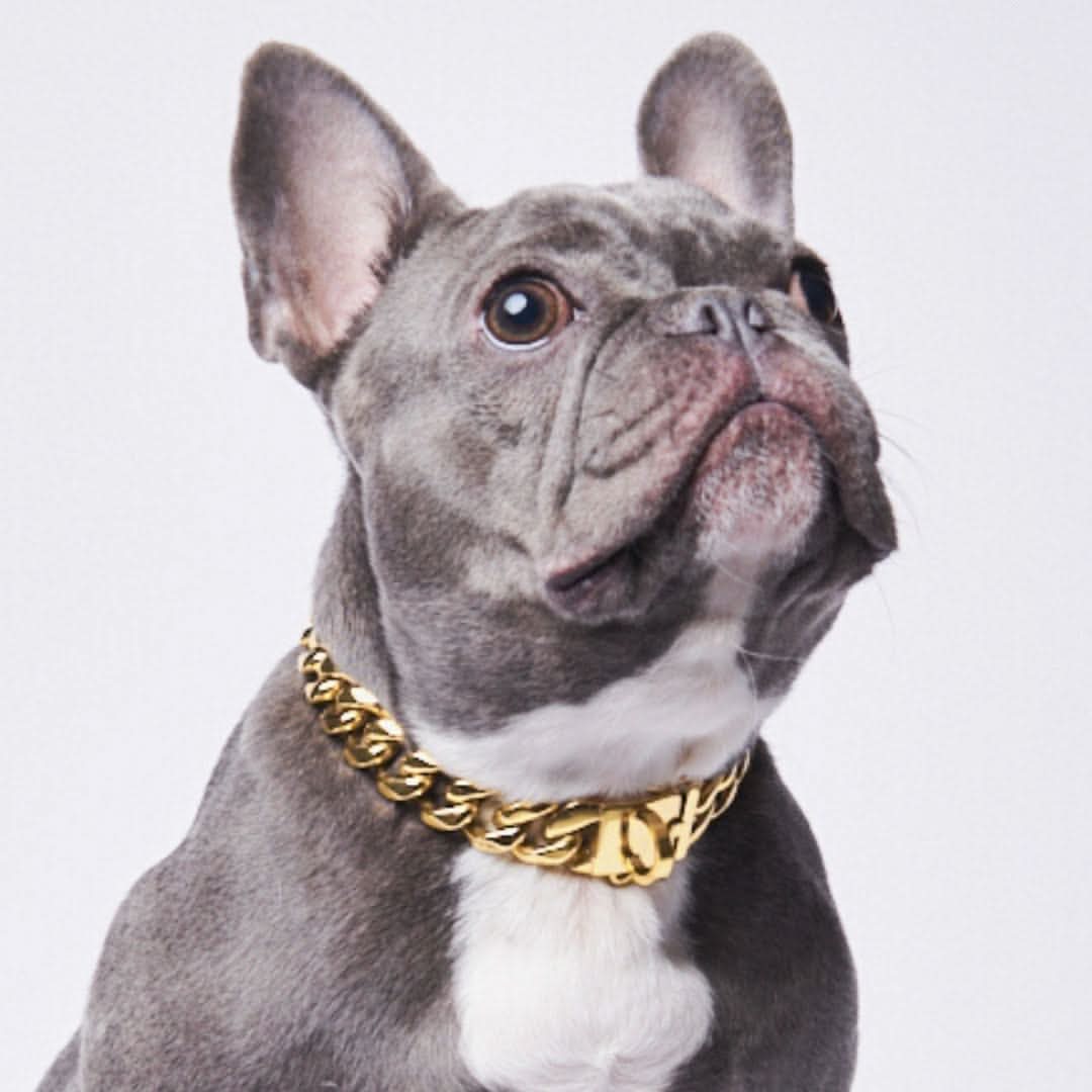 Gold Cuban Link Chain Dog Collar by Spark Paws