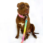 Extra Wide Nylon Dog Collar & Ombre Leash Set – Anti-Pull