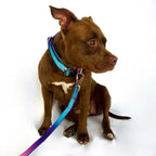 Extra Wide Nylon Dog Collar & Ombre Leash Set – Anti-Pull