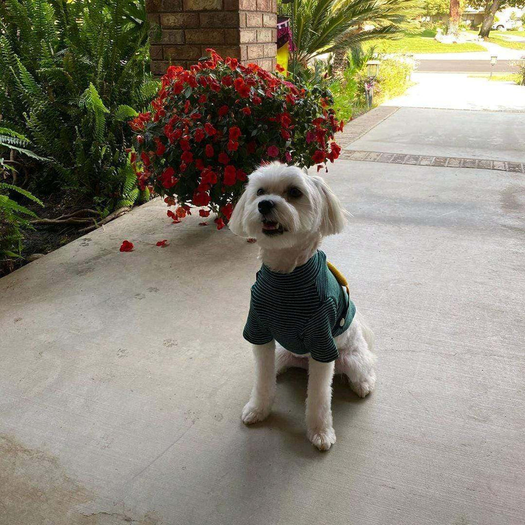 Striped Dog T-Shirt with Fanny Pack Design