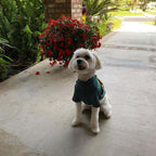 Striped Dog T-Shirt with Fanny Pack Design