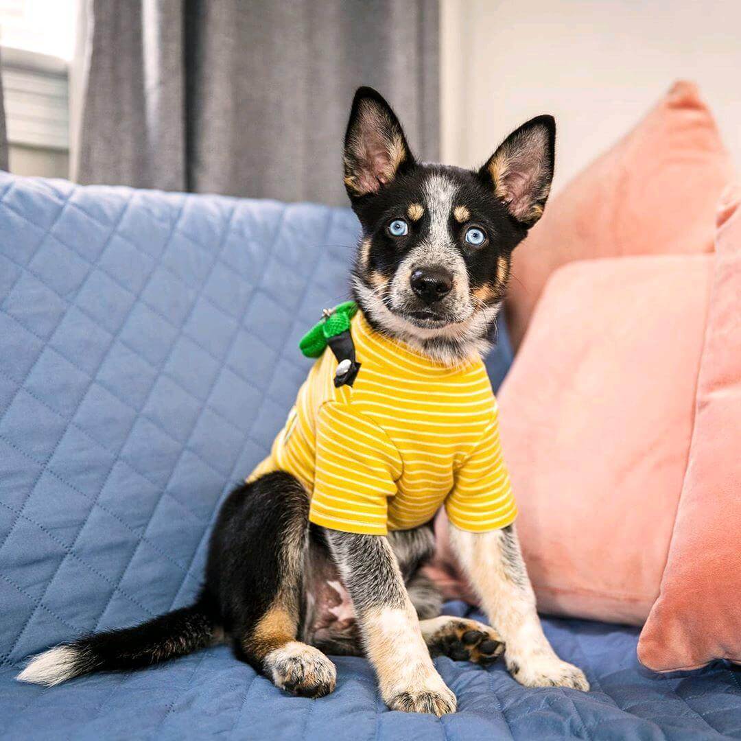 Striped Dog T-Shirt with Fanny Pack Design