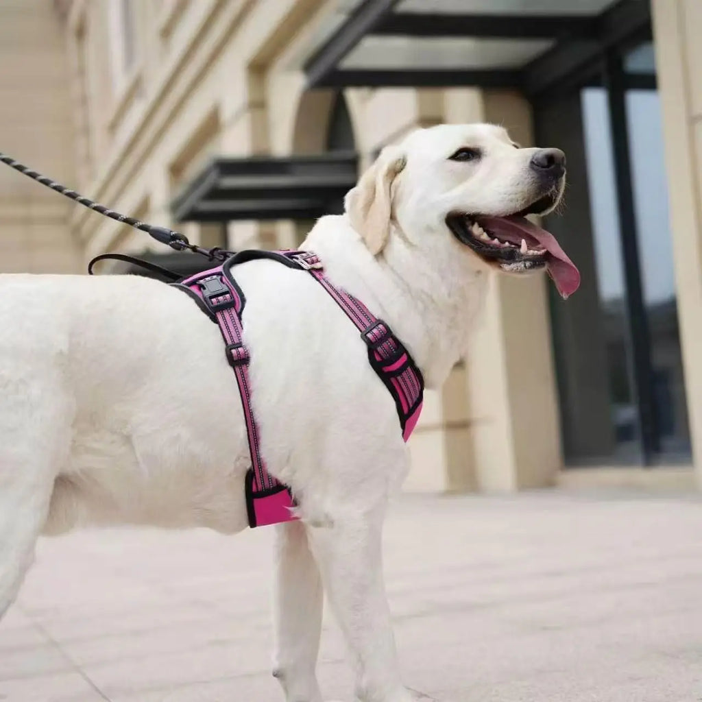 Dog Seat Belt Harness – Crash-Tested Safety Harness for Large Dogs