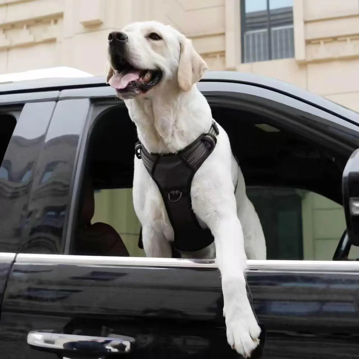 Dog Seat Belt Harness – Crash-Tested Safety Harness for Large Dogs