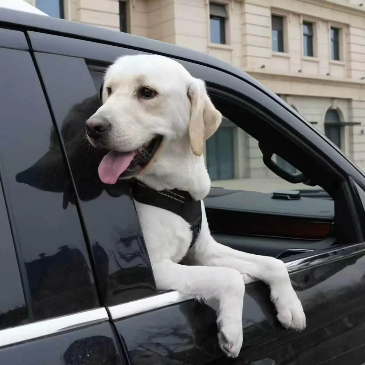 Dog Seat Belt Harness – Crash-Tested Safety Harness for Large Dogs
