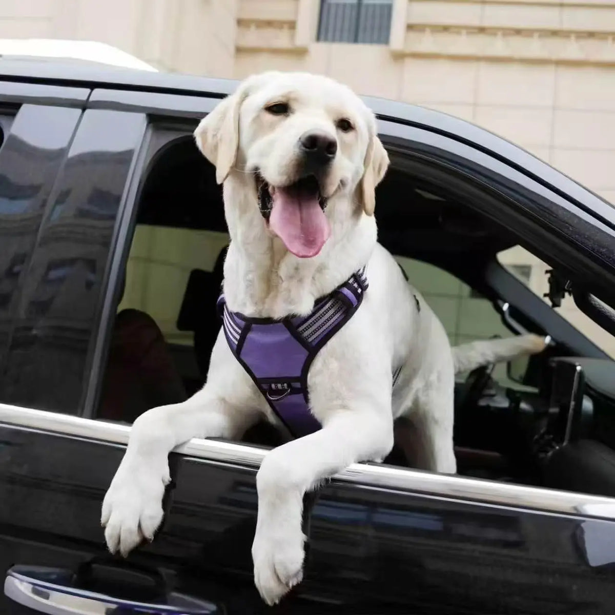 Dog Seat Belt Harness – Crash-Tested Safety Harness for Large Dogs