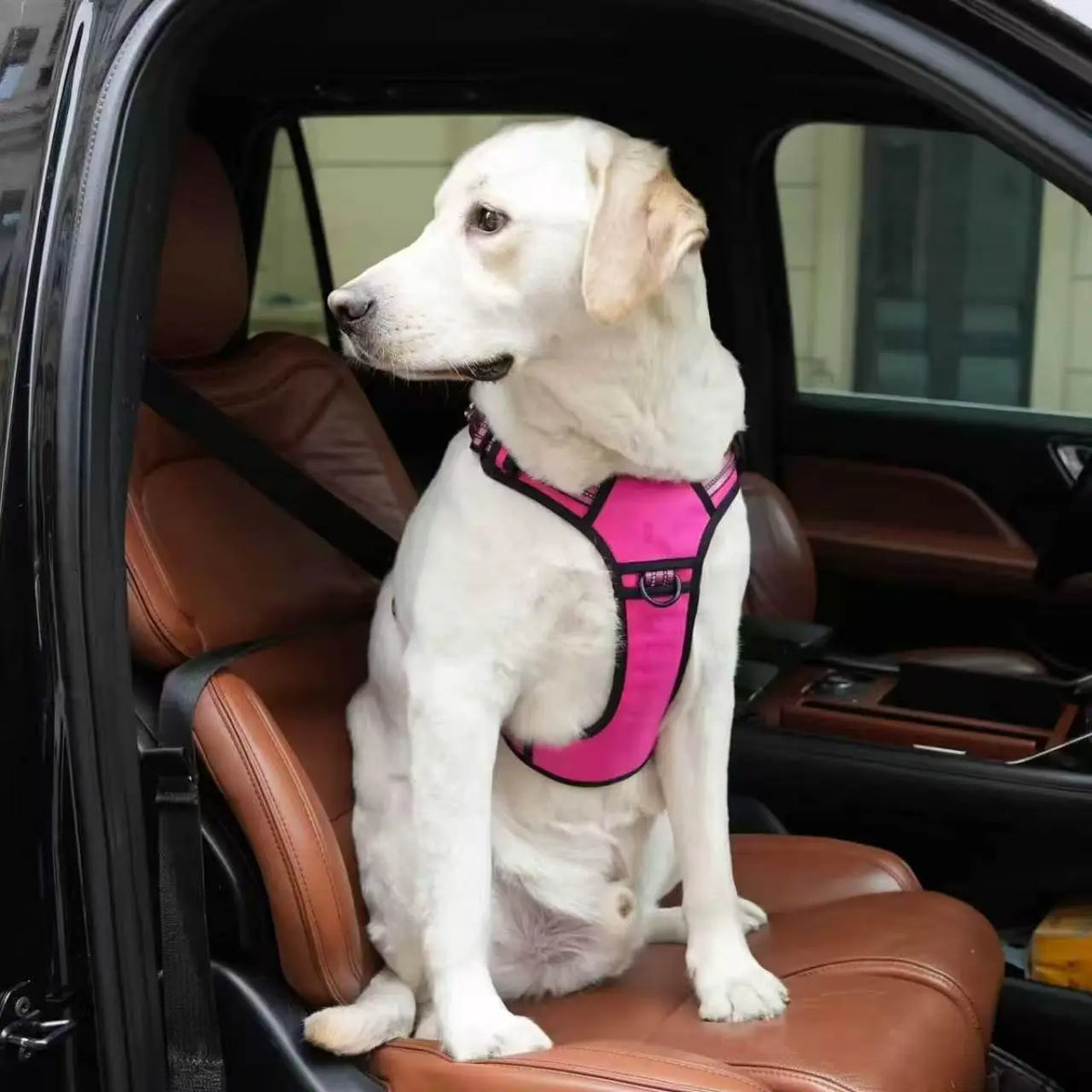 Dog Seat Belt Harness – Crash-Tested Safety Harness for Large Dogs