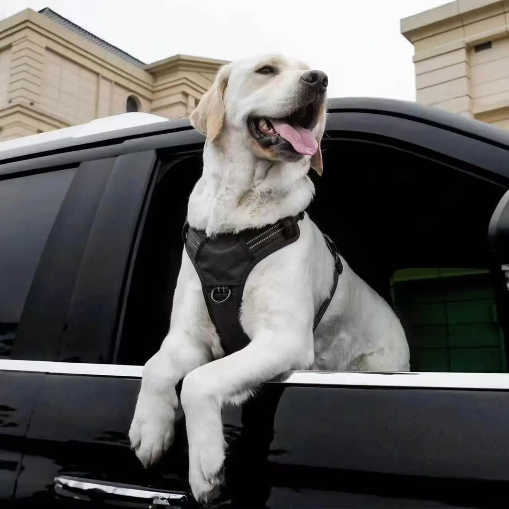 Dog Seat Belt Harness – Crash-Tested Safety Harness for Large Dogs